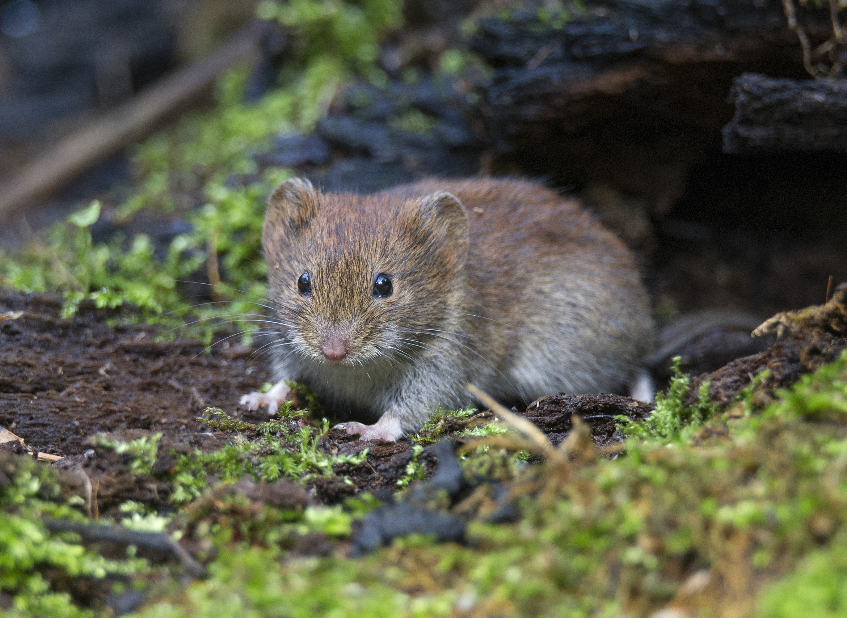 "فأر الحقل" (Vole) الذي يبدو طبيعيا وهو يعيش في قلب هذه المنطقة الملوثة