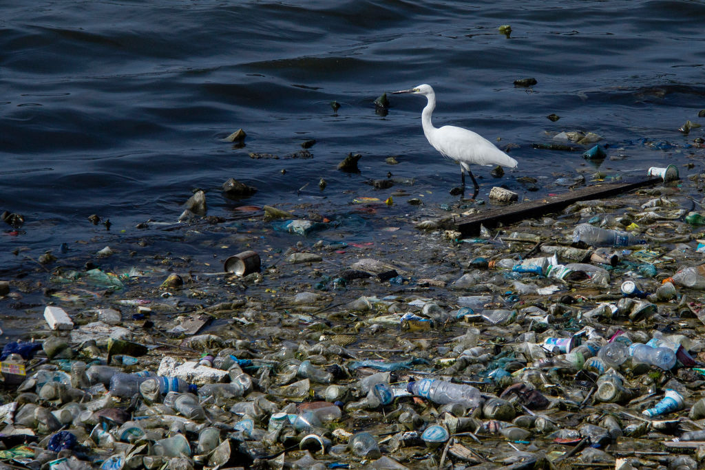 البلاستيك الملقى في البحر قد يعود إلى جسم الإنسان من خلال الأسماك التي يتناولها