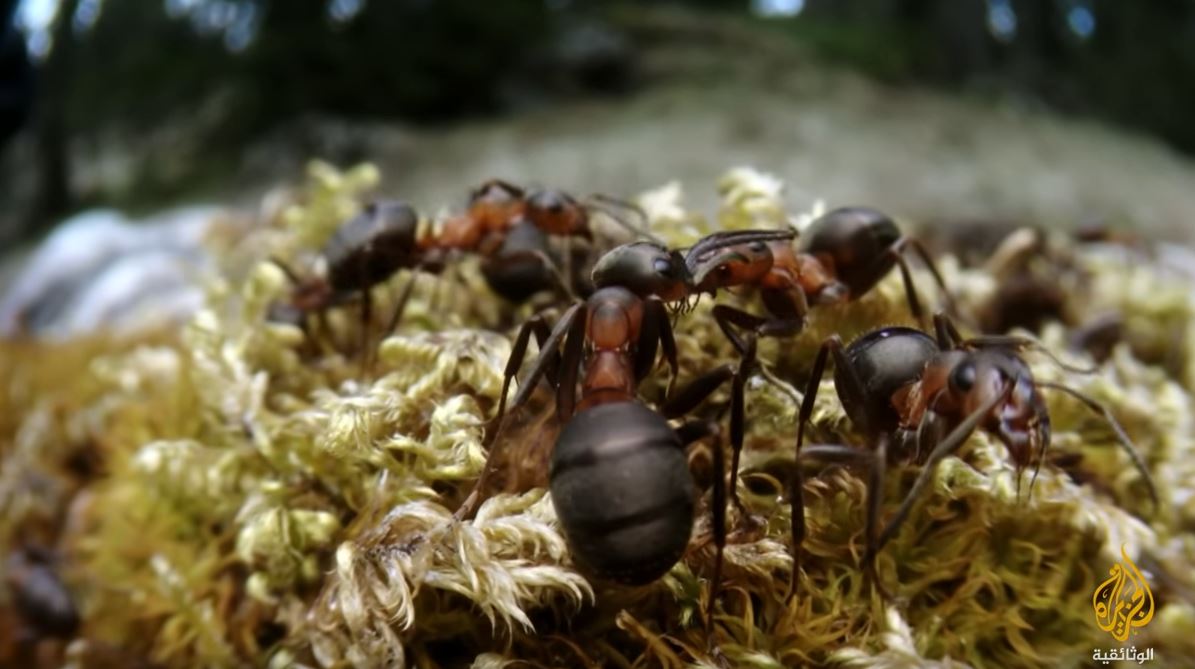 حاسة الرؤية لدى النمل محدودة، ولكنها تنشط عند تحرك الفريسة