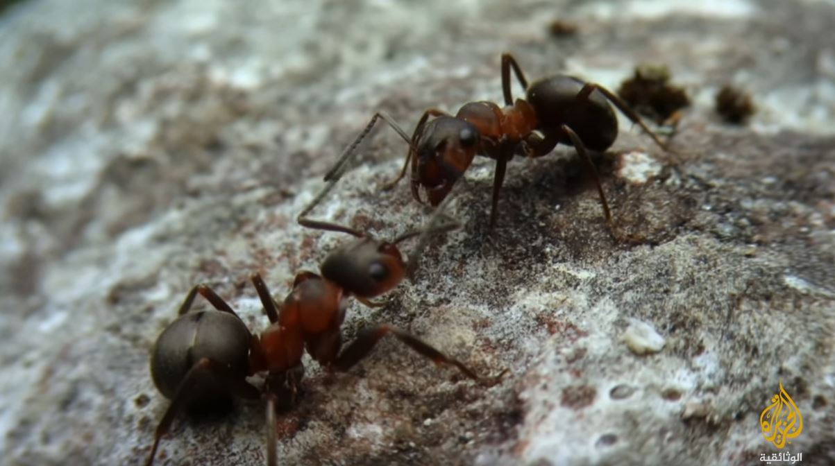 في بدايات الربيع جموع النمل تستخدم أجسادها كمحطات لتخزين الطاقة الشمسية