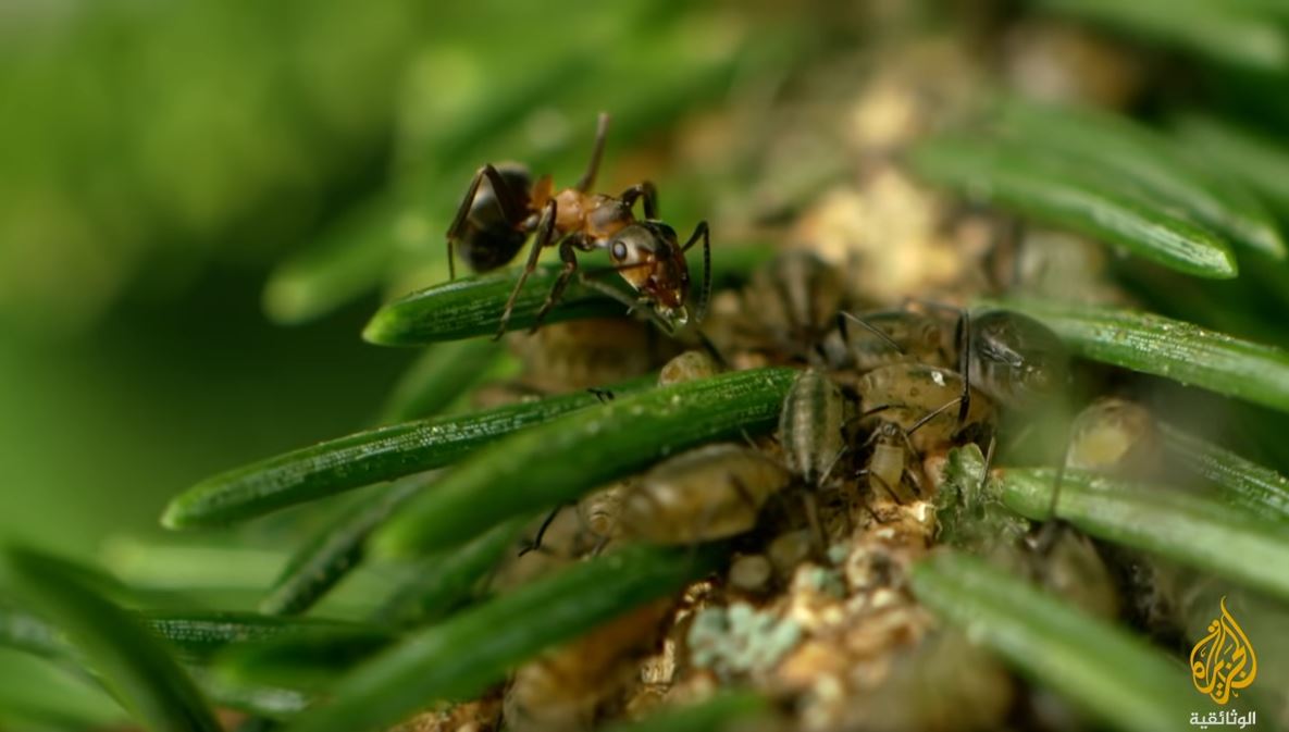 اكتشف العلماء أن الجحور التي تحتوي على صمغ الشجر يتمتع ساكنوها من النمل بصحة أكبر